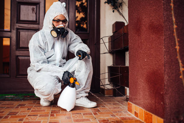 Attic and Crawl Space Rodent Treatment in Airmont