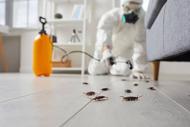 Commercial Rodent Management in Airmont